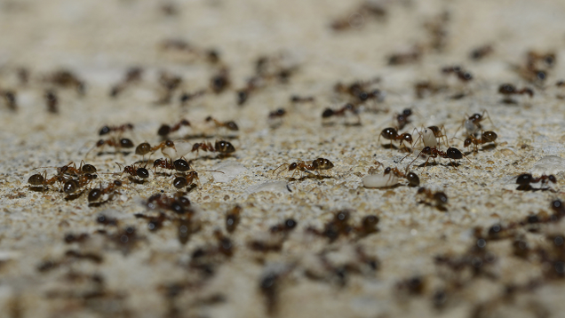 Illustration for article titled Aw, Jeez, Look At All These Ants